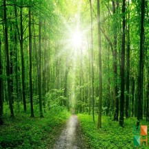 Tranh dán tường Hàn Quốc 3d khổ lớn tại Hà Nội NA - 125